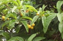 rośliny ogrodowe - Nieśplik japoński Eriobotrya japonica C7,5/80-100cm *K25