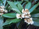 sklep ogrodniczy - Nieśplik japoński Eriobotrya japonica C7,5/80-100cm *K25