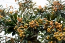 sadzonki - Nieśplik japoński Eriobotrya japonica C7,5/80-100cm *K25