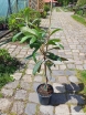 sadzonki - Nieśplik japoński Eriobotrya japonica C7,5/80-100cm *K25