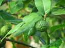 sadzonki - Limonka Kaffir Citrus hystrix Papeda /P12 *T56
