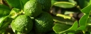sadzonki - Limonka Kaffir Citrus hystrix Papeda /P12 *T56