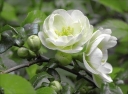 sadzonki - Pigwowiec okazały KINSHIDEN na PNIU Chaenomeles speciosa