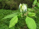 sklep ogrodniczy - Magnolia acuminata Magnolia drzewiasta M.górska C12/1,8m