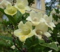 rośliny ozdobne - Krzewuszka krótkoogonkowa KANARI Weigela subsessilis /C5