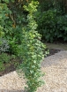 sadzonki - Miłorząb wąskokolumnowy MENHIR Ginkgo biloba M. japoński C5/80-100cm