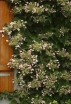 rośliny ogrodowe - Przywarka japońska ROSEUM (Schizophragma hydrangeoides) C2/20-40cm *K18