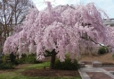 sklep ogrodniczy -  Wiśnia różowa PENDULA PLENA ROSEA Prunus x subhirtella C5/Pa 100cm
