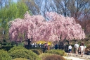 sadzonki - Wiśnia różowa PENDULA PLENA ROSEA Prunus x subhirtella C5/Pa 100cm