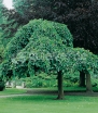 sadzonki - Morwa biała PENDULA Morus alba C10/Pa130(140)cm