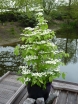 rośliny ozdobne -  Kalina japońska KILIMANDŻARO SUNRISE 'JWW5' Viburnum plicatum C5/40-60cm *T8