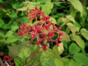 sklep ogrodniczy - Kalina japońska KILIMANDŻARO SUNRISE 'JWW5' Viburnum plicatum C5/40-60cm *T8
