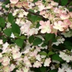 rośliny ogrodowe - Kalina japońska KILIMANDŻARO SUNRISE 'JWW5' Viburnum plicatum C5/40-60cm *T8