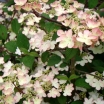 sklep ogrodniczy - Kalina japońska KILIMANDŻARO SUNRISE 'JWW5' Viburnum plicatum C5/40-60cm *T8