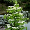 sadzonki - Kalina japońska KILIMANDŻARO SUNRISE 'JWW5' Viburnum plicatum C5/40-60cm *T8