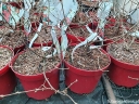 sadzonki - Kalina japońska KILIMANDŻARO SUNRISE 'JWW5' Viburnum plicatum C5/40-60cm *T8