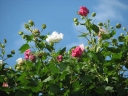 sadzonki - Bawełniana róża Hibiscus mutabilis sadzonka C2/40-50cm