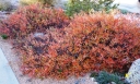 sadzonki - Wisienka Besseya Prunus besseyi nasiona 3szt