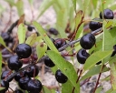 sklep ogrodniczy - Wisienka Besseya Prunus besseyi nasiona 3szt
