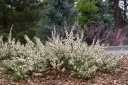 rośliny ozdobne - Wisienka Besseya Prunus besseyi nasiona 3szt