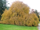rośliny ozdobne -  Grujecznik płaczący TIDAL WAVE Cercidyphyllum japonicum C3/60-80cm