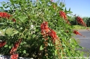 sadzonki - Erythrina crista-galli COMPACTA Koralowe drzewo Koralodrzew C2/20cm *G3