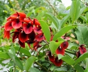 rośliny ogrodowe - Erythrina crista-galli COMPACTA Koralowe drzewo Koralodrzew C2/20cm *G3