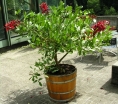 rośliny ogrodowe - Erythrina crista-galli COMPACTA Koralowe drzewo Koralodrzew C2/20cm *G3