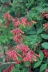 rośliny ogrodowe - Wiciokrzew Henryego (Lonicera Henryi) C1/40cm *K8