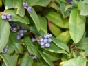 rośliny ogrodowe - Wiciokrzew Henryego (Lonicera Henryi) C1/40cm *K8