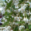 rośliny ogrodowe -  Styrak płaczący PENDULUS Styrax japonicus 40-50cm