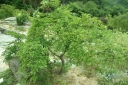 rośliny ogrodowe - Styrak płaczący PENDULUS Styrax japonicus 40-50cm
