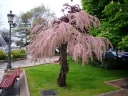rośliny ogrodowe -  Tamaryszek rozgałęziony RUBRA Tamarix ramosissima C3/60-80cm *T75