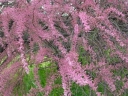 rośliny ogrodowe - Tamaryszek rozgałęziony RUBRA Tamarix ramosissima C3/60-80cm *T75