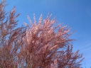 rośliny ogrodowe - Tamaryszek rozgałęziony RUBRA Tamarix ramosissima C3/60-80cm *T75