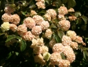 sadzonki -  Kalina japońska KERN'S PINK Viburnum plicatum C3/20-30cm