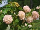 sklep ogrodniczy - Kalina japońska KERN'S PINK Viburnum plicatum C3/20-30cm