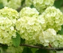 sklep ogrodniczy -  Kalina japońska GRANDIFLORUM Viburnum plicatum 'Rotundifolium' C5/30-40cm *44