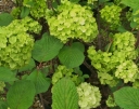rośliny ozdobne - Kalina japońska GRANDIFLORUM Viburnum plicatum 'Rotundifolium' C5/30-40cm *44