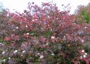 rośliny ogrodowe - Kalina japońska GRANDIFLORUM Viburnum plicatum 'Rotundifolium' C5/30-40cm *44