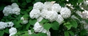 rośliny ogrodowe - Kalina japońska GRANDIFLORUM Viburnum plicatum 'Rotundifolium' C5/30-40cm *44