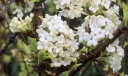 sadzonki -  Kalina wonna CANDIDISSIMUM na PNIU Viburnum farreri C12/1,6-1,8m