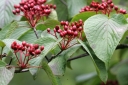 sklep ogrodniczy - Kalina furcatum Viburnum furcatum C5/40-60cm *10