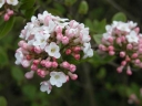 rośliny ozdobne -  Kalina Burkwooda MOHAWK na PNIU Viburnum ×burkwoodii C3/Pa50cm *23