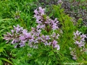 rośliny ozdobne - Syringa x diversifolia Lilak C5/120cm *2K19