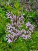 rośliny ogrodowe - Syringa x diversifolia Lilak C5/120cm *2K19
