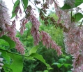 rośliny ogrodowe - Lilak aksamitny Syringa tomentella C2