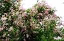 rośliny ogrodowe - Lilak aksamitny Syringa tomentella C2