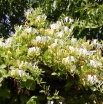 rośliny ogrodowe - ZIMOZIELONY Wiciokrzew japoński Halliana (Lonicera japonica Halliana) C2/80cm