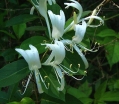 rośliny ogrodowe - ZIMOZIELONY Wiciokrzew japoński Halliana (Lonicera japonica Halliana) C2/80cm